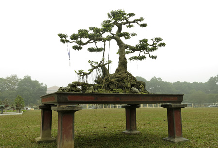 Cây[-]Sanh[-]dáng[-]trực.